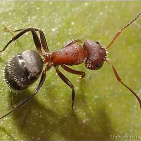 thumbnail for publication: Compact Carpenter Ant (proposed common name), Camponotus planatus (Roger) (Insecta: Hymenoptera: Formicidae)